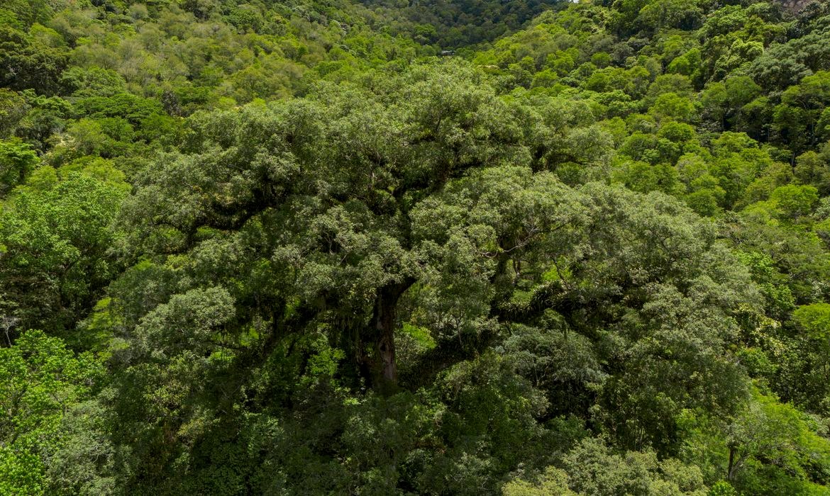 Mata Atlântica tem redução significativa no desmatamento, mas alerta permanece