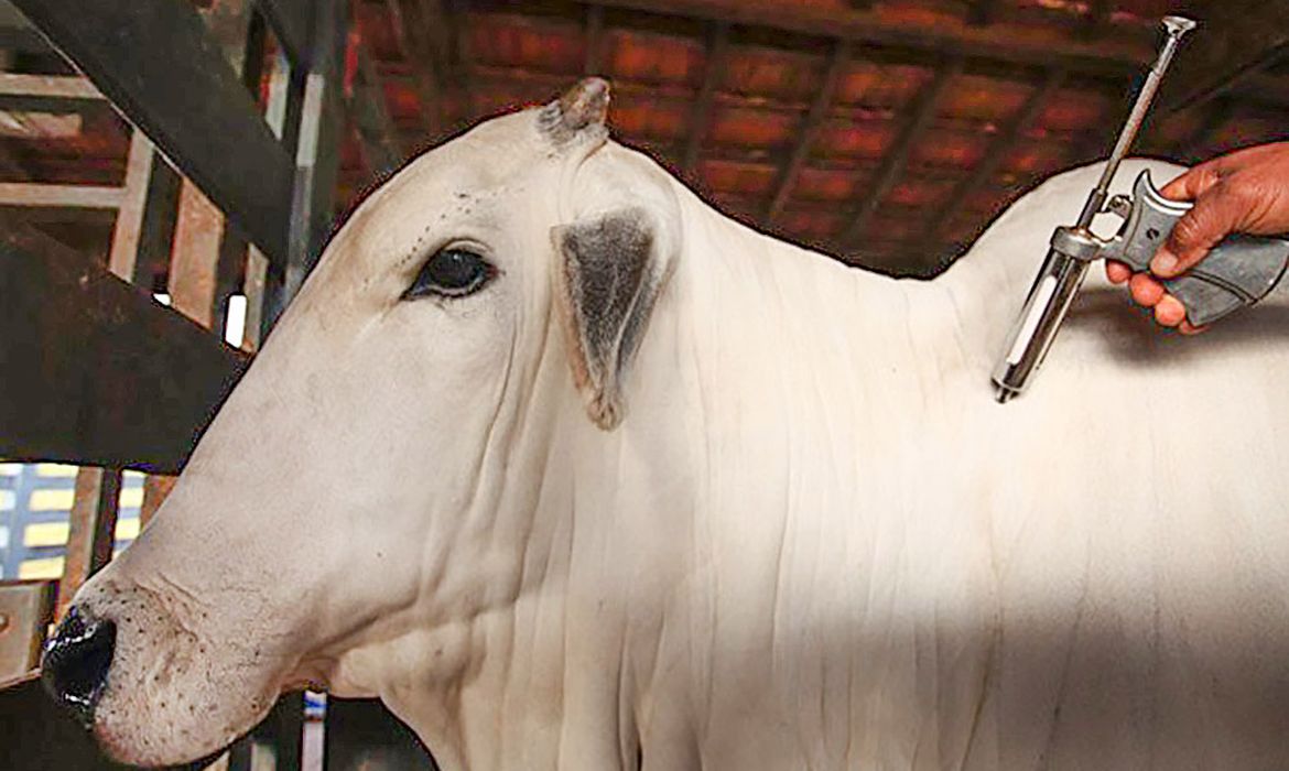 Brasil avança no mercado global de proteína animal