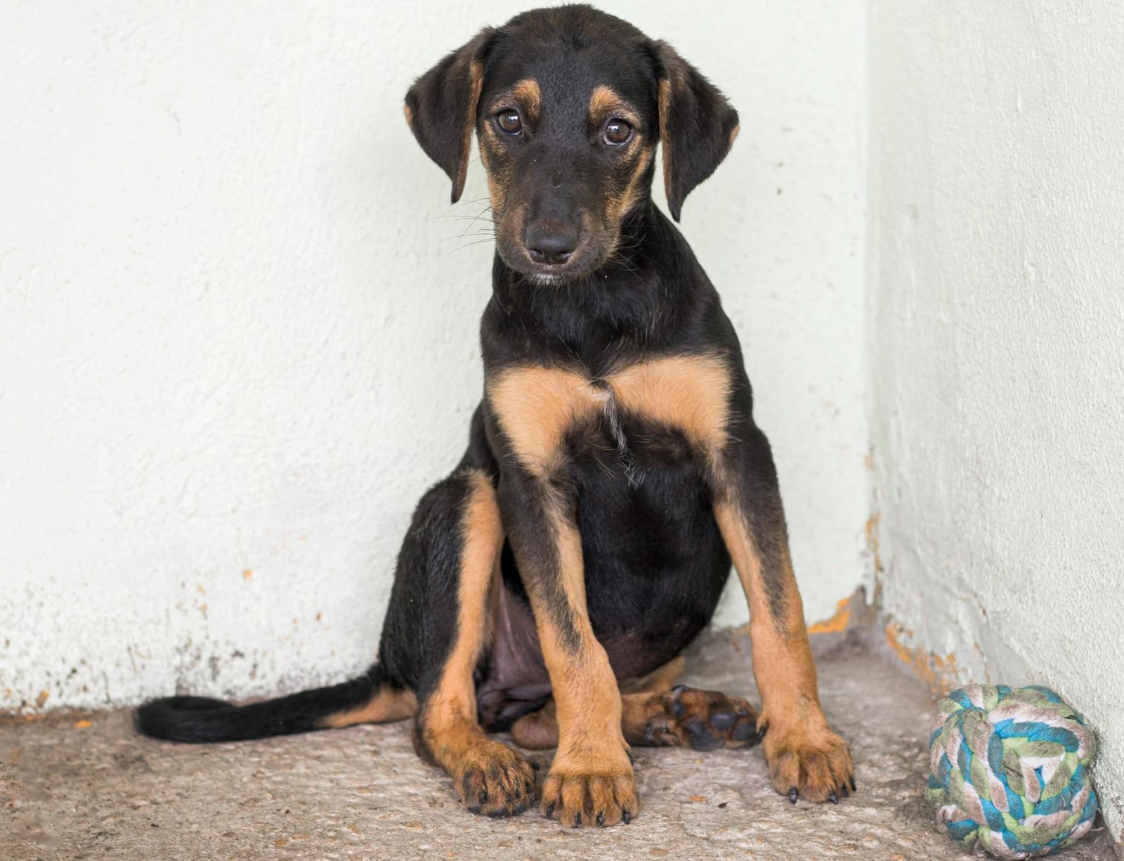 Política pública de proteção animal ganha novo impulso em Manaus