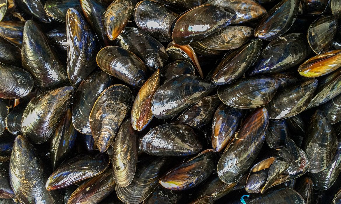 Microplásticos contaminam mexilhões e preocupam
