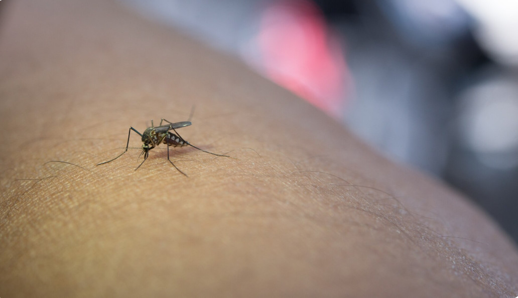 Dengue cai 71% no Brasil em 2026