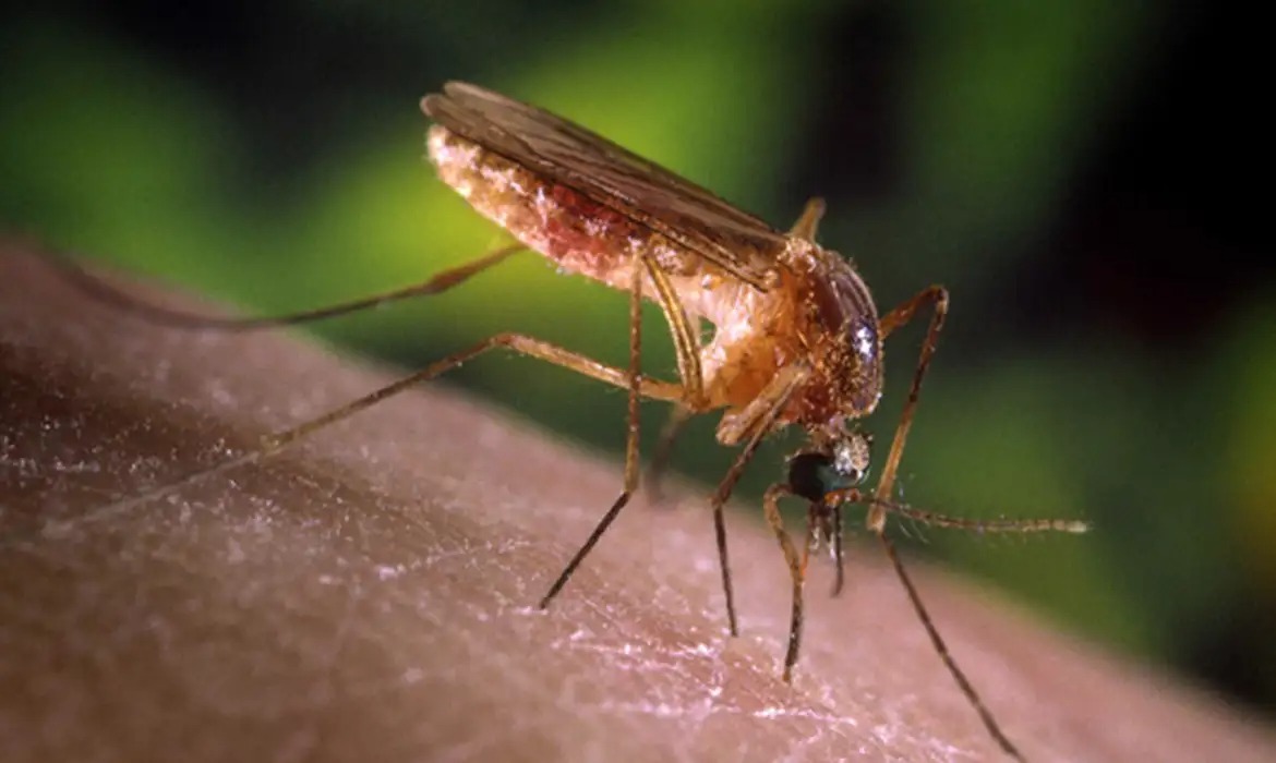 SP registra primeiros casos humanos de febre do Nilo