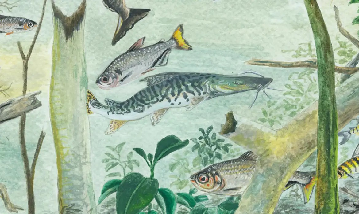 Preservação protege milhares de espécies de peixes amazônicos