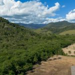 Pastagens perdem 11 milhões de hectares na Mata Atlântica
