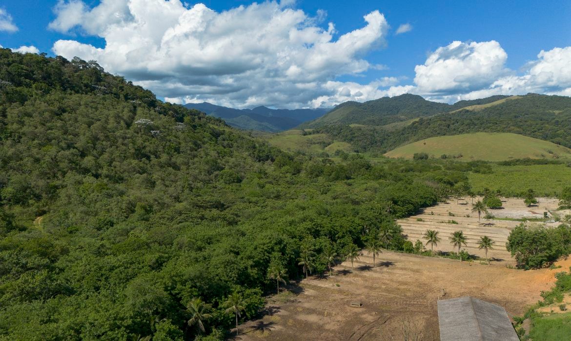 Pastagens perdem 11 milhões de hectares na Mata Atlântica